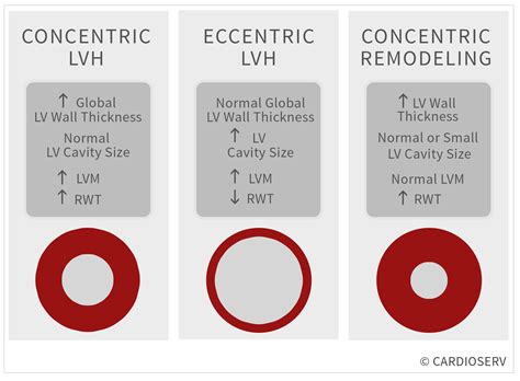 mild concentric lvh meaning